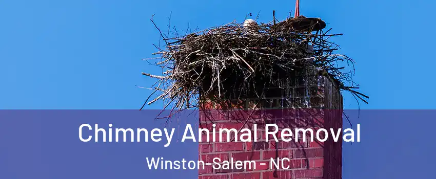 Chimney Animal Removal Winston-Salem - NC
