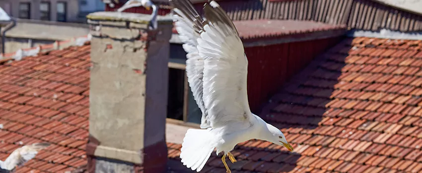 Residential Chimney Animal Removal Solution in Winston-Salem, NC
