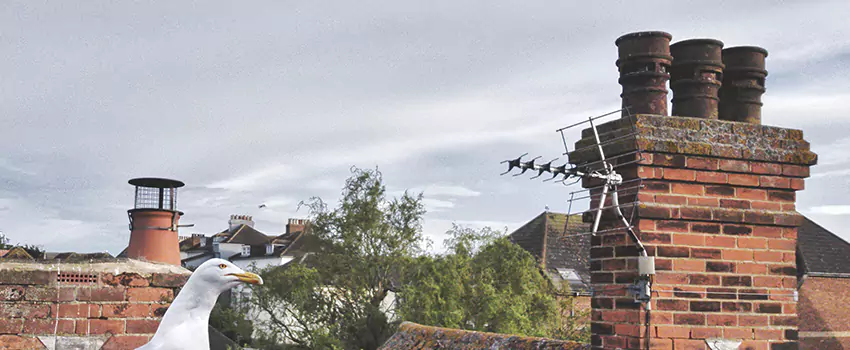 Chimney Cleaning And Restoration in Winston-Salem, North Carolina